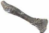 Fossil Ornithopod Dinosaur (Dryosaurus) Tibia - Wyoming #325128-1